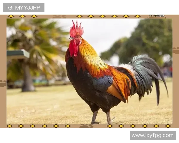 以拼音为英文名的足球明星：揭示他们独特的身份与职业之路